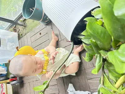 玩树叶花草